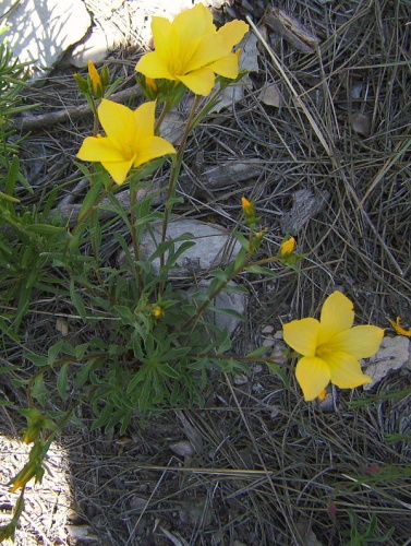 Linum campanulatum © <a href="//commons.wikimedia.org/wiki/User:Victor_M._Vicente_Selvas" title="User:Victor M. Vicente Selvas">Victor M. Vicente Selvas</a>
