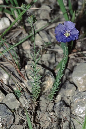 Linum leonii &copy; 