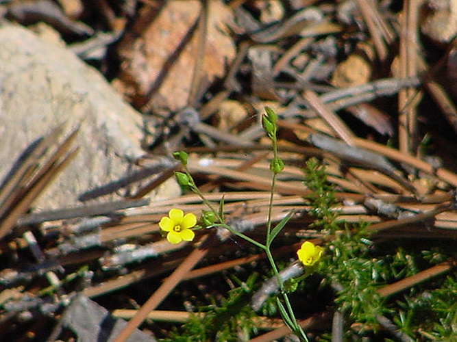 Linum maritimum © HUbert Laroche