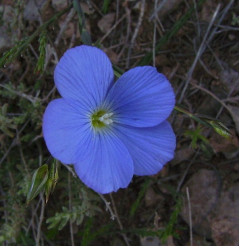 Linum narbonense © <a href="//commons.wikimedia.org/wiki/User:Victor_M._Vicente_Selvas" title="User:Victor M. Vicente Selvas">Victor M. Vicente Selvas</a>