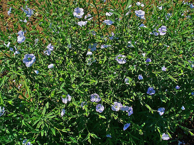 Linum usitatissimum © H. Zell