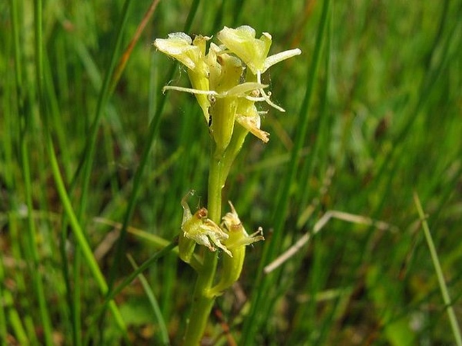 Liparis loeselii © Kristian Peters -- <a href="//commons.wikimedia.org/wiki/User:Fabelfroh" title="User:Fabelfroh">Fabelfroh</a> 07:12, 30 October 2006 (UTC)