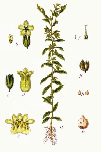 Lithospermum officinale © Johann Georg Sturm (Painter: <a href="https://en.wikipedia.org/wiki/Jacob_Sturm" class="extiw" title="en:Jacob Sturm">Jacob Sturm</a>)