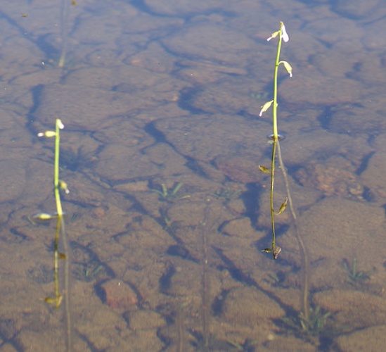 Lobelia dortmanna &copy; <a href="//commons.wikimedia.org/wiki/User:Rolf_Engstrand" title="User:Rolf Engstrand">Rolf Engstrand</a>