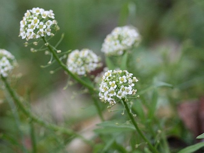 Lobularia maritima &copy; Kristian Peters -- <a href="//commons.wikimedia.org/wiki/User:Fabelfroh" title="User:Fabelfroh">Fabelfroh</a> 10:20, 30 December 2006 (UTC)