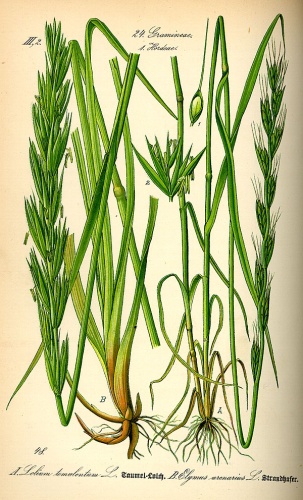 Lolium temulentum © 