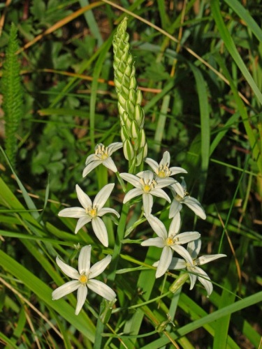 Ornithogalum narbonense &copy; <a rel="nofollow" class="external text" href="https://www.flickr.com/people/29882791@N02">Ettore Balocchi</a>
