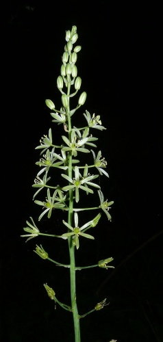 Ornithogalum pyrenaicum &copy; <a href="//commons.wikimedia.org/wiki/User:BerndH" title="User:BerndH">Bernd Haynold</a>