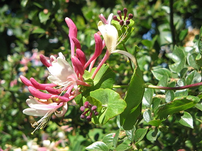 Lonicera caprifolium © <a href="//commons.wikimedia.org/wiki/User:Meneerke_bloem" title="User:Meneerke bloem">Meneerke bloem</a>