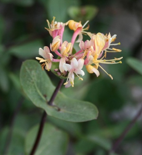 Lonicera etrusca © <a href="//commons.wikimedia.org/wiki/User:Franz_Xaver" title="User:Franz Xaver">Franz Xaver</a>