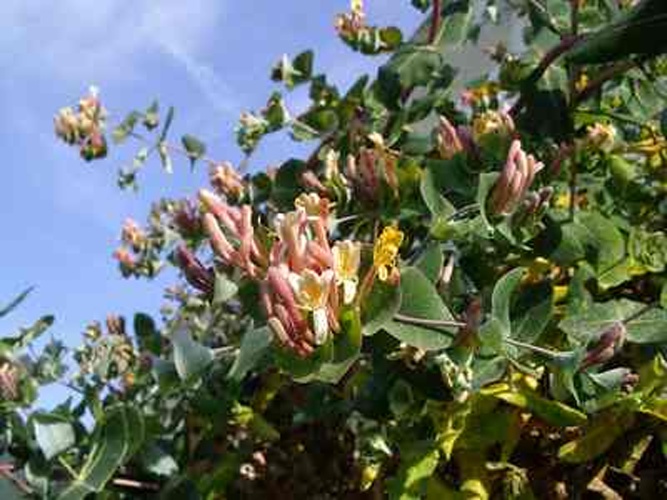 Lonicera implexa &copy; 