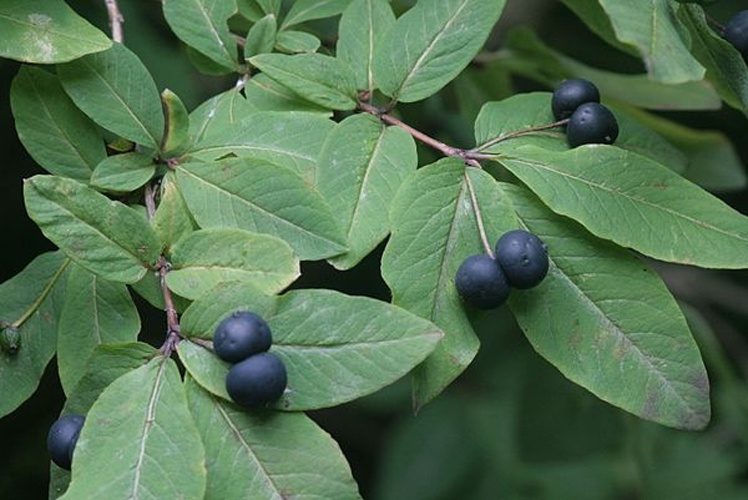 Lonicera nigra &copy; <a href="//commons.wikimedia.org/wiki/User:HermannSchachner" title="User:HermannSchachner">HermannSchachner</a>