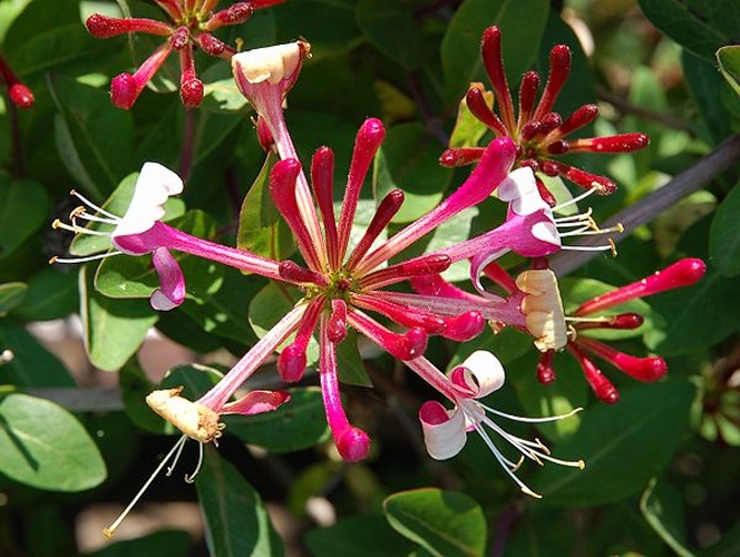 Lonicera periclymenum &copy; <a href="//commons.wikimedia.org/wiki/User:Lviatour" title="User:Lviatour">Luc Viatour</a>