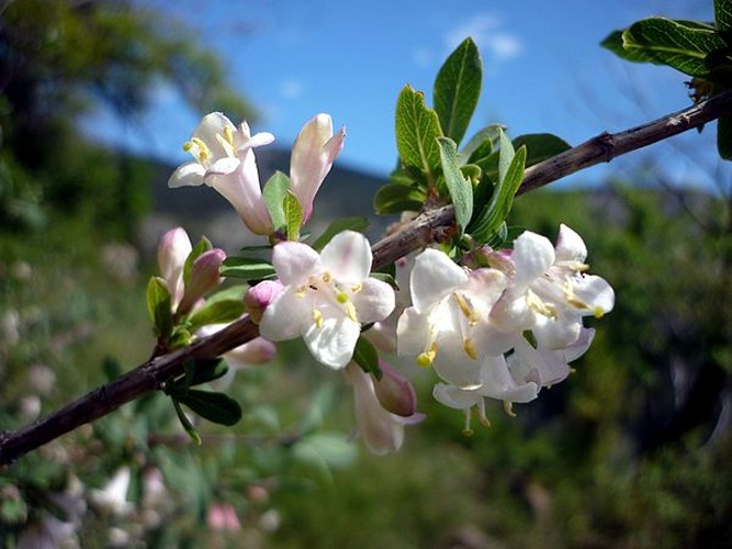 Lonicera pyrenaica &copy; <a href="//commons.wikimedia.org/wiki/User:Isidre_blanc" title="User:Isidre blanc">Isidre blanc</a>
