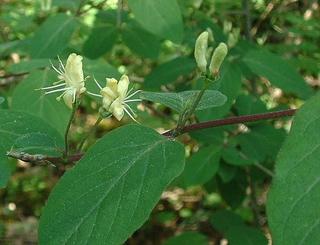 Lonicera xylosteum © 