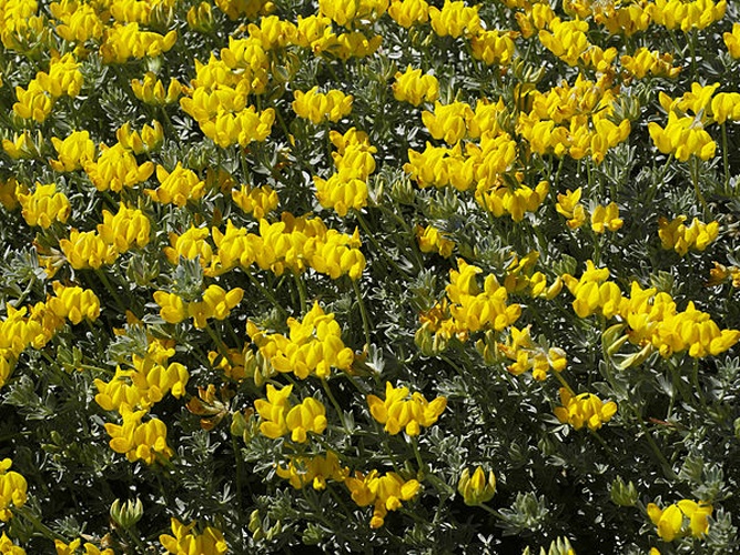 Lotus cytisoides © <a href="//commons.wikimedia.org/wiki/User:Biopics" title="User:Biopics">Hans Hillewaert</a>