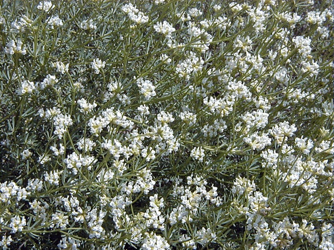 Lotus dorycnium &copy; A. Barra