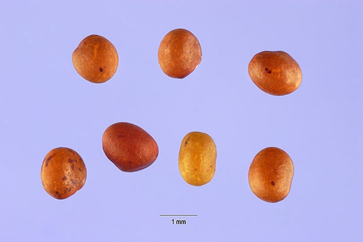 Lotus glaber © Steve Hurst @ USDA-NRCS PLANTS Database