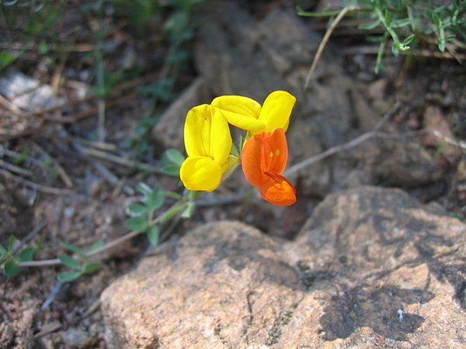 Lotus ornithopodioides © <a href="//commons.wikimedia.org/wiki/User:Tigerente" title="User:Tigerente">User:Tigerente</a>