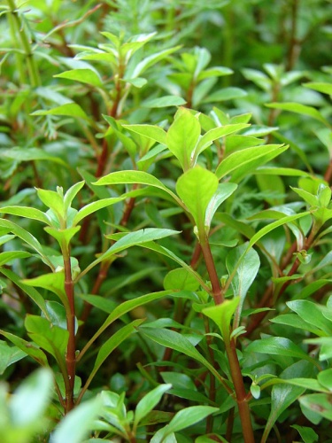 Ludwigia palustris © <a rel="nofollow" class="external text" href="http://www.hear.org/starr/">Forest &amp; Kim Starr</a>