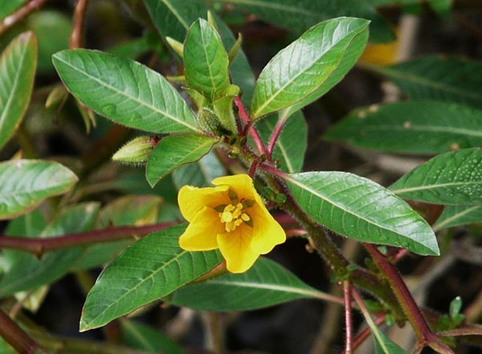 Ludwigia peploides &copy; <a href="//commons.wikimedia.org/wiki/User:P%C3%A8re_Igor" title="User:Père Igor">Père Igor</a>