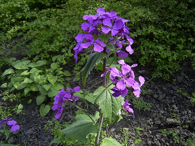 Lunaria annua &copy; 
