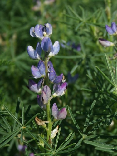Lupinus angustifolius © <a href="//commons.wikimedia.org/wiki/User:Oyoyoy" title="User:Oyoyoy">Oyoyoy</a>