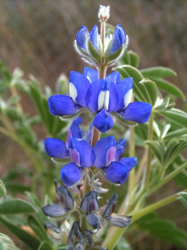 Lupinus micranthus © Carsten Niehaus (<a href="//commons.wikimedia.org/w/index.php?title=User:Lumbar&amp;action=edit&amp;redlink=1" class="new" title="User:Lumbar (page does not exist)">Lumbar</a>)