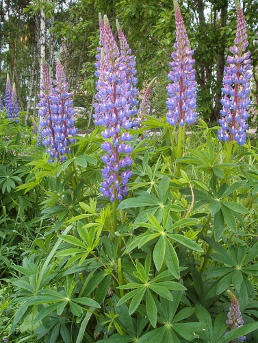 Lupinus polyphyllus &copy; 