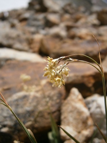 Luzula lutea © <a href="//commons.wikimedia.org/wiki/User:Meneerke_bloem" title="User:Meneerke bloem">Meneerke bloem</a>