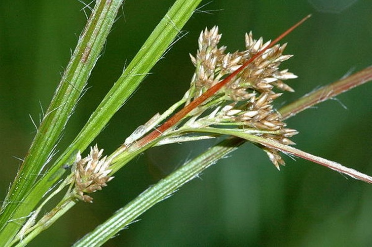 Luzula luzuloides &copy; James K. Lindsey