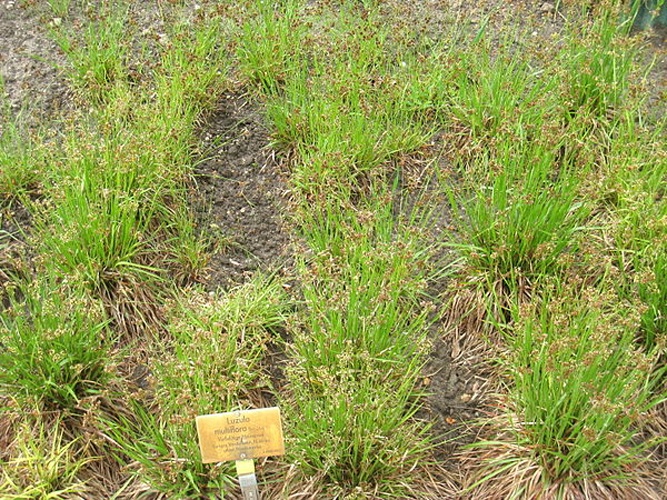 Luzula multiflora &copy; <a href="//commons.wikimedia.org/wiki/User:Daderot" title="User:Daderot">Daderot</a>