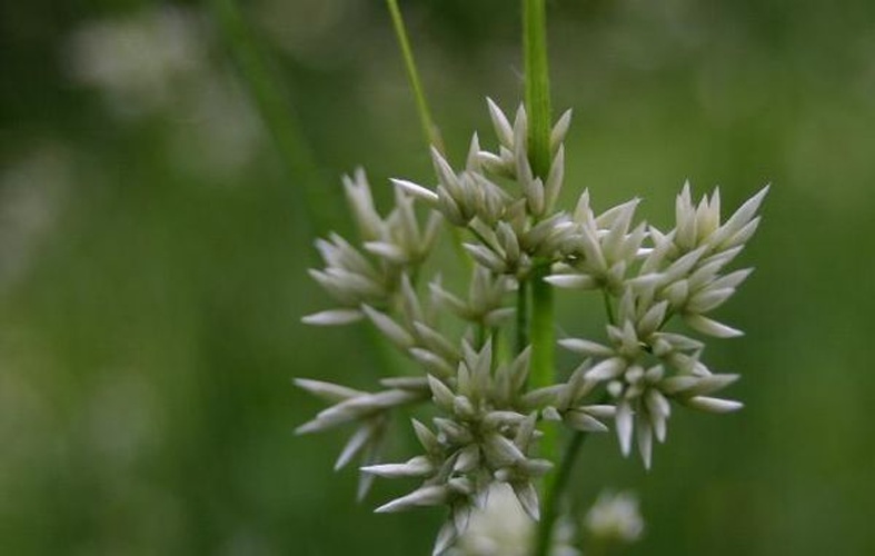 Luzula nivea &copy; <a href="//commons.wikimedia.org/wiki/User:Sten" title="User:Sten">Sten Porse</a>