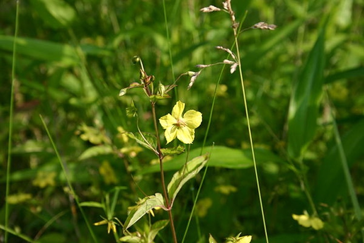 Lysimachia ciliata © <a href="//commons.wikimedia.org/wiki/User:SB_Johnny" title="User:SB Johnny">User:SB_Johnny</a>