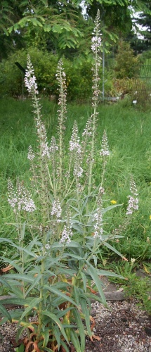 Lysimachia ephemerum © <a href="https://de.wikipedia.org/wiki/Benutzer:Michael_w" class="extiw" title="de:Benutzer:Michael w">Michael Wolf</a>