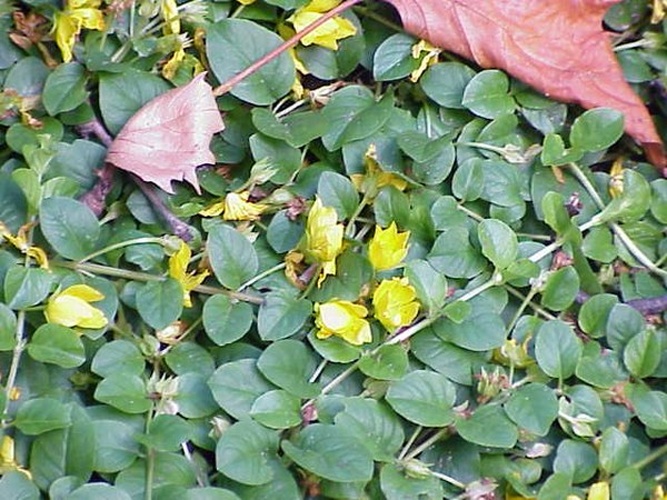 Moneywort &copy; Kurt Stüber <a rel="nofollow" class="external autonumber" href="http://www.kurtstueber.de/">[1]</a>