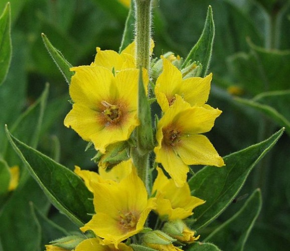 Lysimachia punctata &copy; sarefo