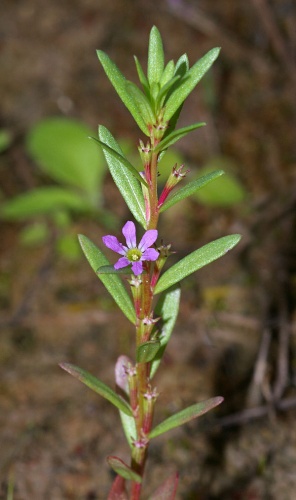 Lythrum hyssopifolia &copy; <a href="//commons.wikimedia.org/wiki/User:Fice" title="User:Fice">Christian Fischer</a>