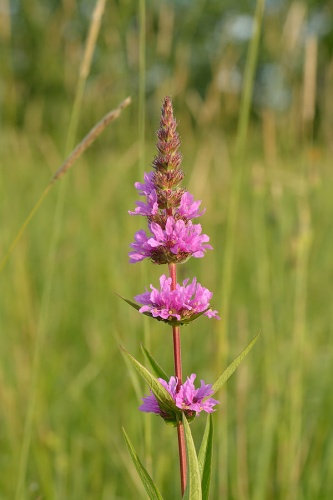Lythrum salicaria © <a href="//commons.wikimedia.org/wiki/User:Iifar" title="User:Iifar">Ivar Leidus</a>