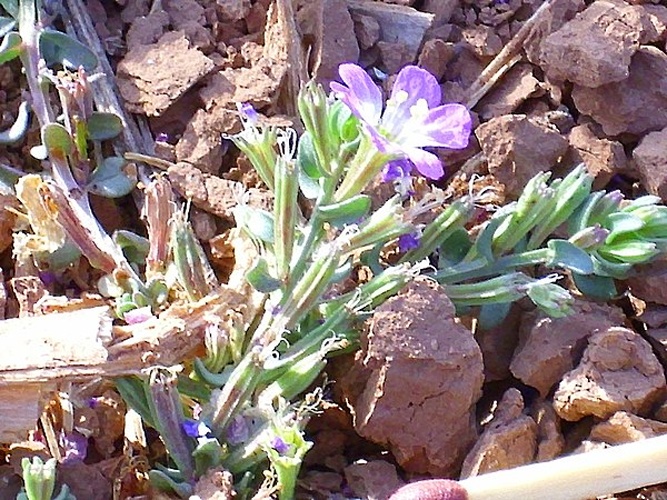 Lythrum tribracteatum © <a href="//commons.wikimedia.org/w/index.php?title=User:Javier_martinlo&amp;action=edit&amp;redlink=1" class="new" title="User:Javier martinlo (page does not exist)">Javier martinlo</a>