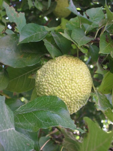 Maclura pomifera © <a href="//commons.wikimedia.org/wiki/User:Katpatuka" title="User:Katpatuka">User:katpatuka</a>