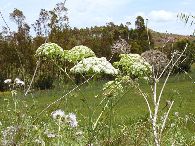 Magydaris pastinacea &copy; <a href="//commons.wikimedia.org/wiki/User:Roberto_Mura" title="User:Roberto Mura">Roberto Mura</a>