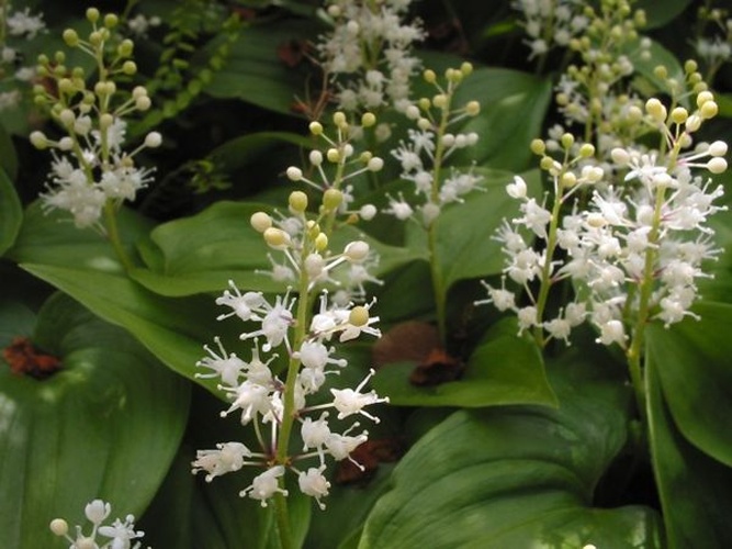 Maianthemum bifolium © <a href="https://en.wikipedia.org/wiki/fr:User:Bouba" class="extiw" title="w:fr:User:Bouba">Bouba</a> at <a href="https://en.wikipedia.org/wiki/fr:" class="extiw" title="w:fr:">French Wikipedia</a>