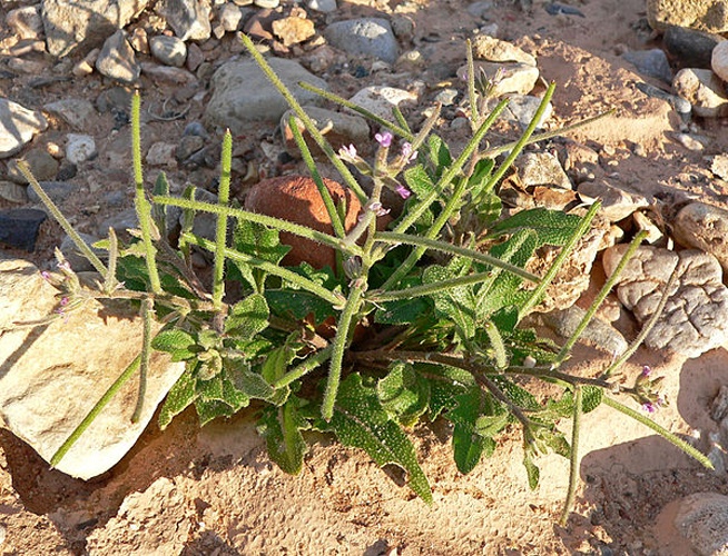 Malcolmia africana © <a href="//commons.wikimedia.org/wiki/User:Stan_Shebs" title="User:Stan Shebs">Stan Shebs</a>