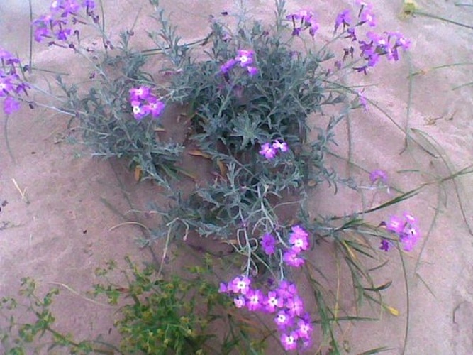 Malcolmia littorea &copy; <a href="//commons.wikimedia.org/wiki/User:Avecendrell" title="User:Avecendrell">Avecendrell</a>
