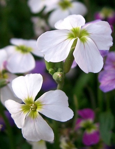 Malcolmia maritima © KENPEI