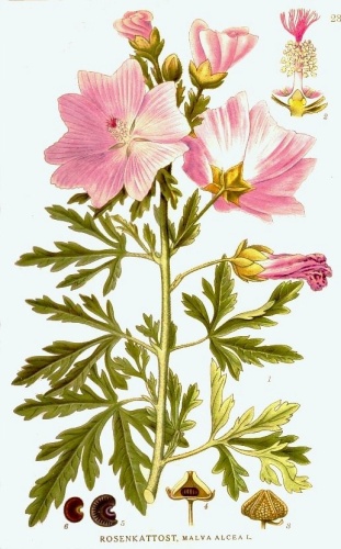 Malva alcea © <bdi><a href="https://en.wikipedia.org/wiki/en:Carl_Axel_Magnus_Lindman" class="extiw" title="w:en:Carl Axel Magnus Lindman">Carl Axel Magnus Lindman</a>
</bdi>