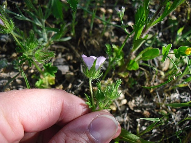 Malva cretica &copy; <a href="//commons.wikimedia.org/w/index.php?title=User:Shuky79&amp;action=edit&amp;redlink=1" class="new" title="User:Shuky79 (page does not exist)">Shuky79</a>