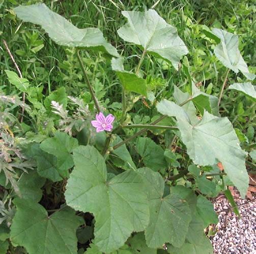 Malva nicaeensis © <span lang="en">Unknown</span>