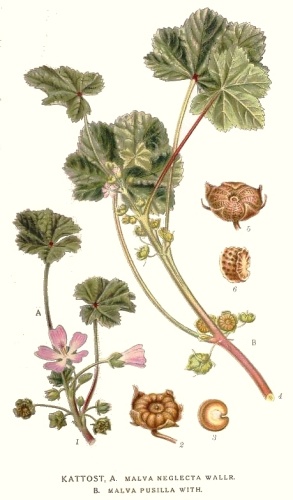 Malva pusilla © <bdi><a href="https://en.wikipedia.org/wiki/en:Carl_Axel_Magnus_Lindman" class="extiw" title="w:en:Carl Axel Magnus Lindman">Carl Axel Magnus Lindman</a>
</bdi>